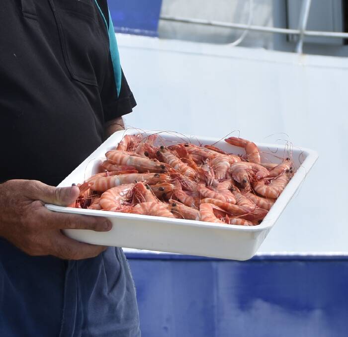 Healthy Queensland prawns will be in abundance this Christmas.