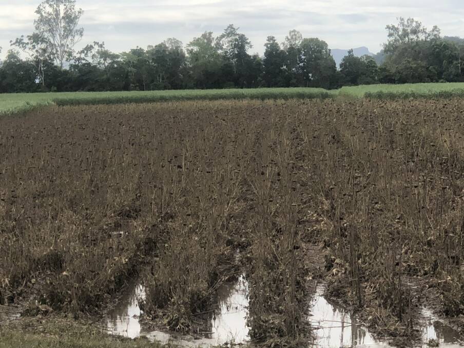 DESTROYED: What was left of the sunflower field following the Ingham flood.
