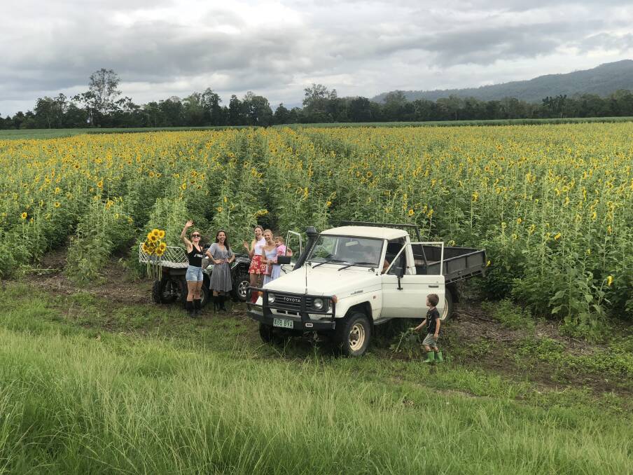 The sunflower crop delighted tourists and locals alike before it was destroyed by the Ingham flood earlier this month.