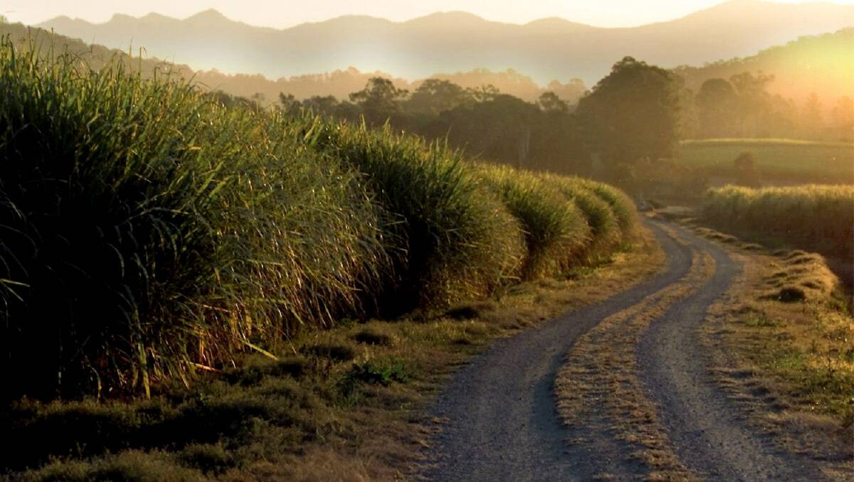 Cane growers have hit back at a proposed tax on sugar sweetened soft drinks.