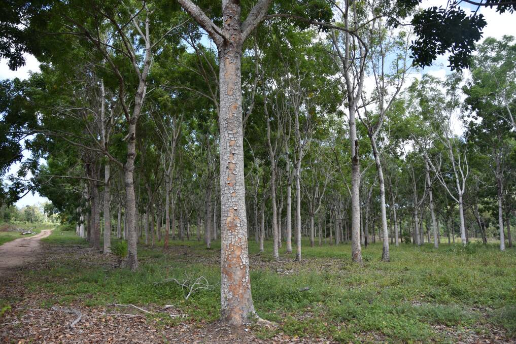African Mahogany grows well in North Queensland's climate.