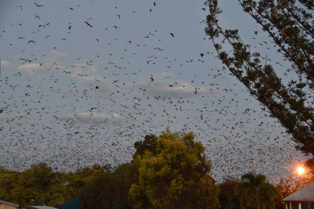Thousands of bats take flight from Lissner Park on dusk.