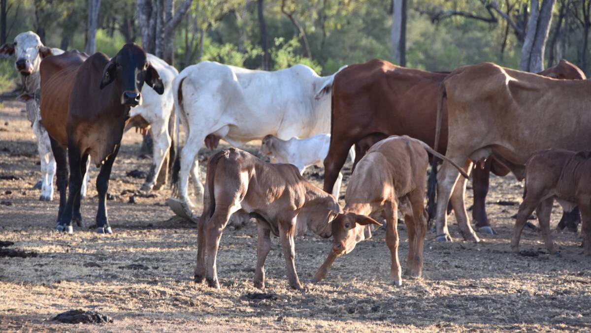 JCU scientists undertook a three year study on grazing practices in North Queensland.