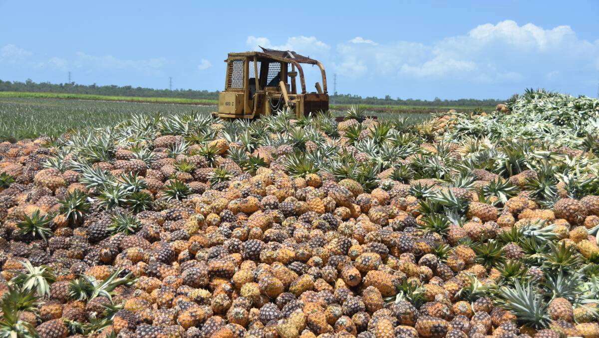 Hundreds of tonnes of pineapple have been left to rot in North Queensland due to an oversupply in the market.