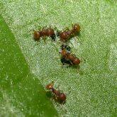 Invasive electric ants are being targeted in Cairns.