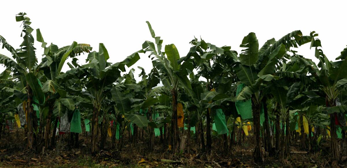 Containing panama disease is key to protecting Far North Queensland's banana industry.