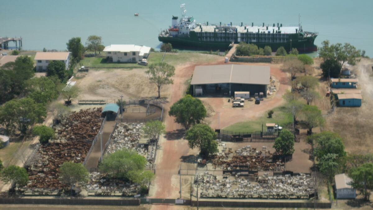 Cattle wait to board a ship for live export at Karumba Port during better days.