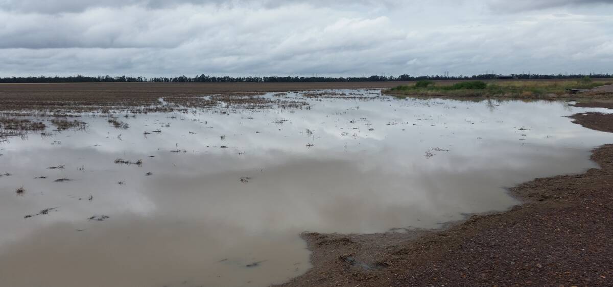 This paddock at Brendan Taylor's farm at Broadlea, near Warra, was bone dry before it  received 110mm of rain. Picture: Brendan Taylor 