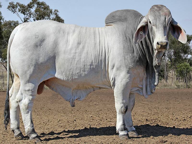 Lot 187, Carinya Hazelwood, was purchased by Owen Scott, Ruan Grazing, Clermont, for $115,000. Picture: ABBA Catalogue 
