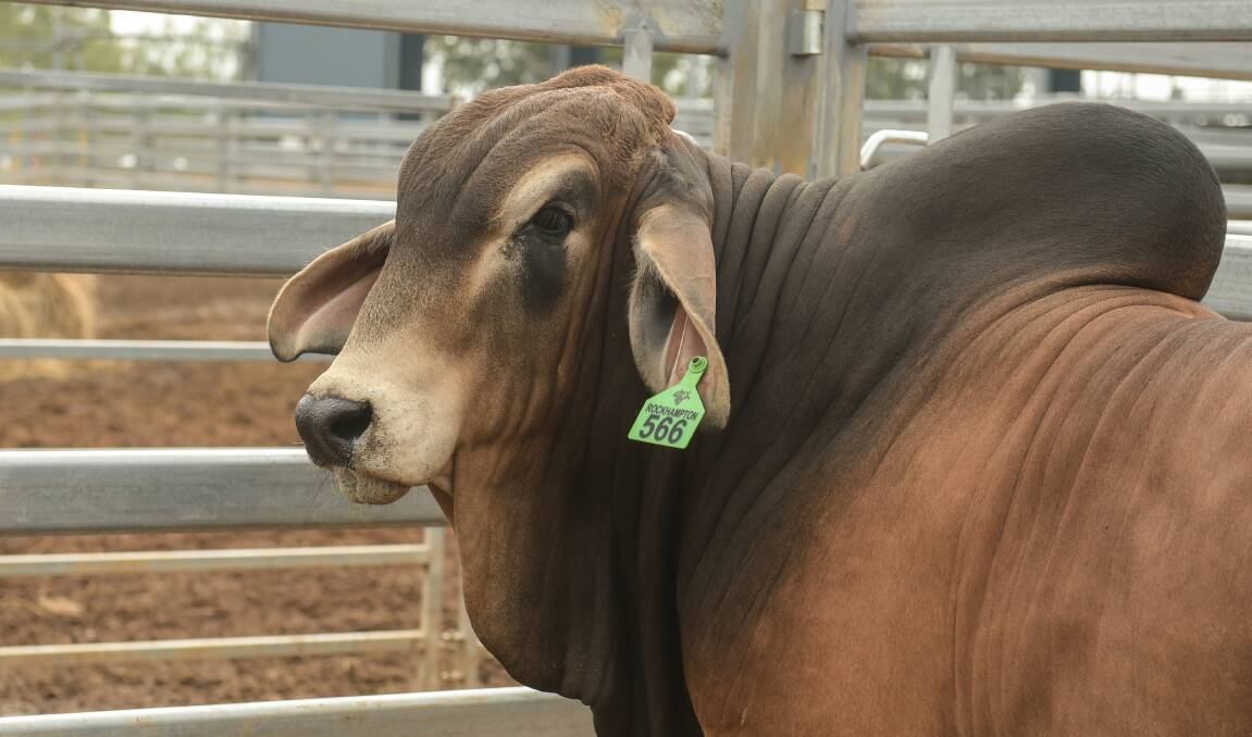Lot 566, Fern Hills Theo, was one of the second top price bulls of the red draft after he sold for $70,000 to Kandoona Brahmans.