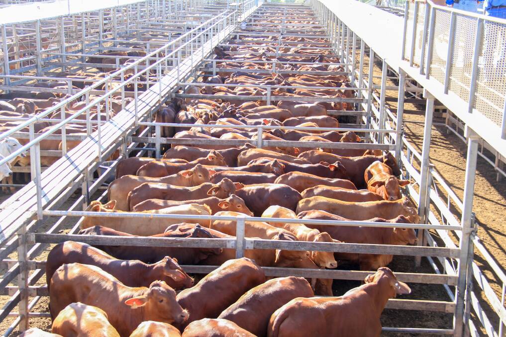 Droughtmaster cattle were well represented at the Roma Saleyards on Tuesday.
