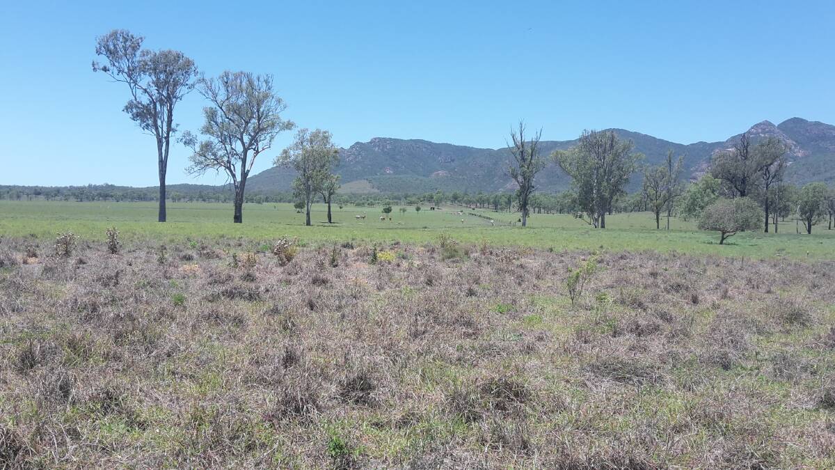 Pasture dieback on a property at Biggenden earlier this year. The problem now spreads as far south as Beaudesert. 