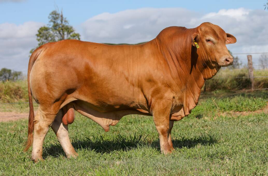 The top selling bull the $21,000 Glenlands D 10022 at Tuesday's Cloncurry Bull Sale. Picture: Kent Ward 