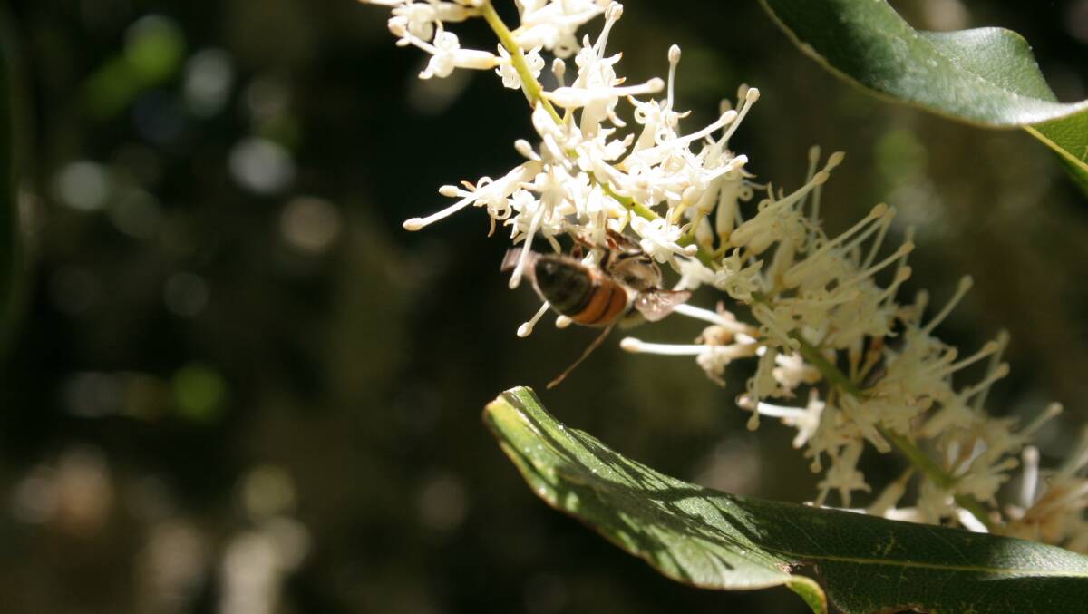 Bees, tree mix delivers major macadamia boost