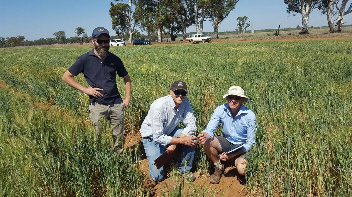 WEED RESISTANT WHEAT: CSIRO’s Greg Rebetzke with AGT breeders Russell Eastwood and Brett Irons at the NSW DPI’s Yanco breeding nursery. 