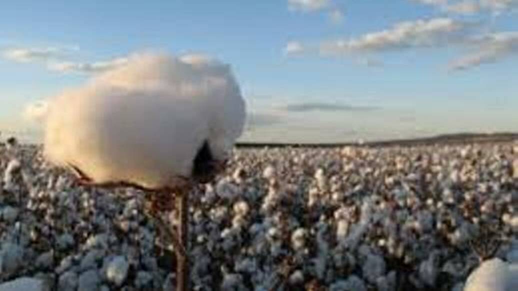 ZAPPED: Queensland cotton growers have reacted with frustration to today's electricity pricing announcements.