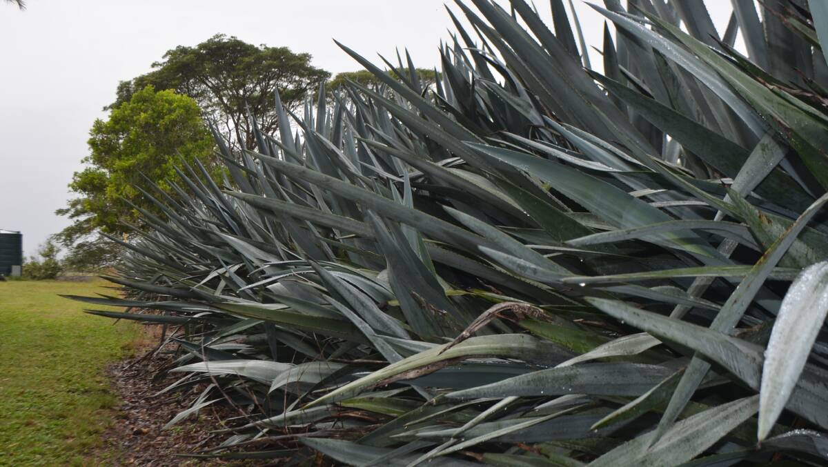 Blue agave takes five years from planting to harvest.