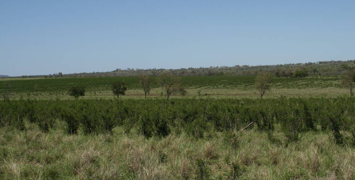 Old Delargum has 520 hectares of leucaena, which was cut recently.