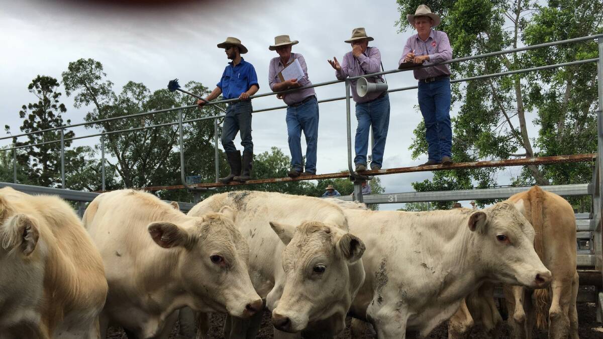 MARKET DRIVER: The Shepherdson and Boyd selling team led by Dick Boyd at today's Toogoolawah cattle sale.