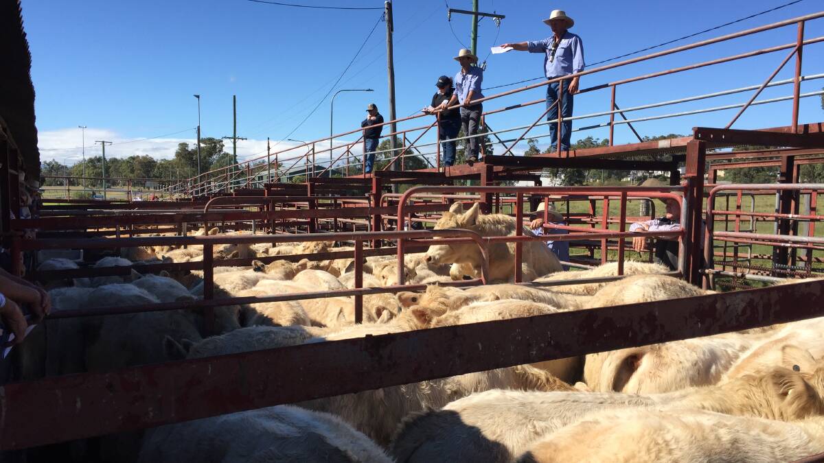 WARWICK: Well bred lines of cattle were in demand at George and Fuhrmann's annual Charolais and other breeds sale.  