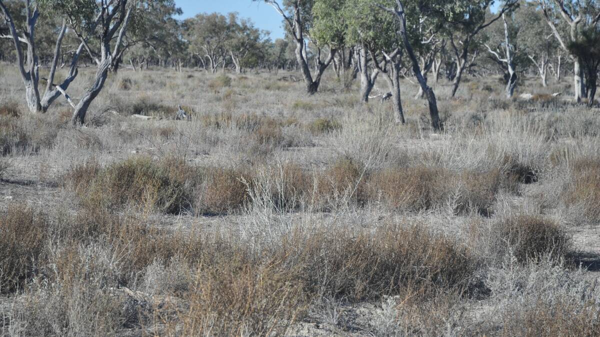 Middleton has a wide variety of good grasses including bluebush, saltbush, salines and herbages.