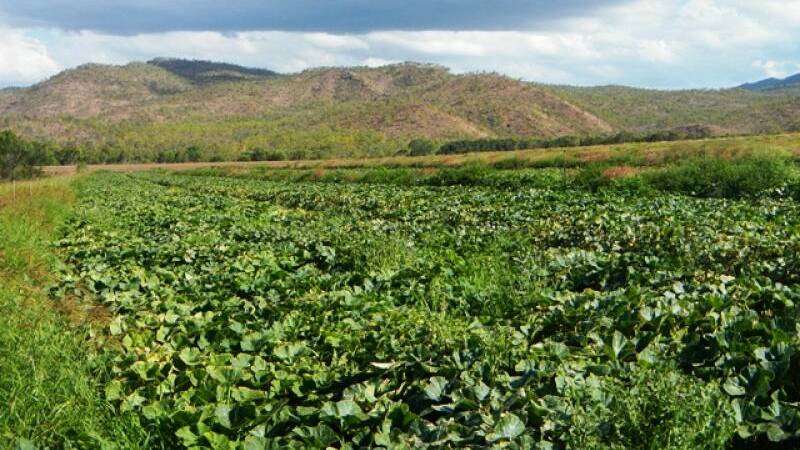 SOLD: Far North Queensland property Mutchilba Farm sold under the hammer at an Elders auction.