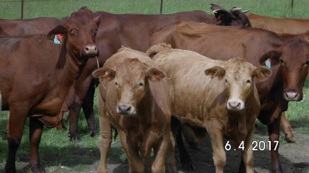 MISSING: Police are seeking information on six cows and six calves/weaners stolen from a property at Moorang near Rosevale.