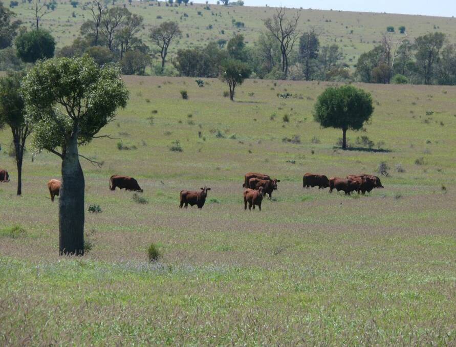 TOP COUNTRY: Premium buffel grass blocks Iolanthe and Myola will be auctioned by GDL in Wandoan on March 2.