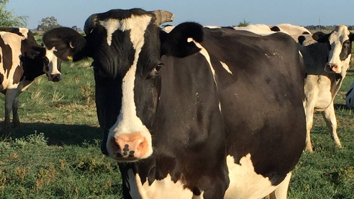 LEGENDAIRY: Seven has gained a national profile for the distinctive 7 marking on her face.
