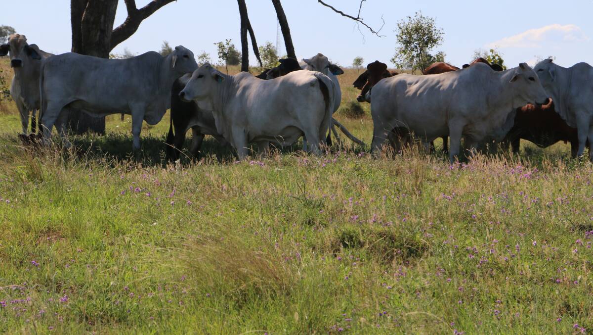 RAY WHITE RURAL: Richard and Kim Murray are auctioning their Roma district property Blythe Creek on March 29.