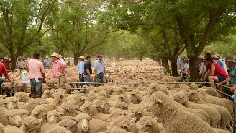 MLA REPORT: The national mutton indicator is in the upper realms of price records this week, closing on 412c/kg carcase weight. 