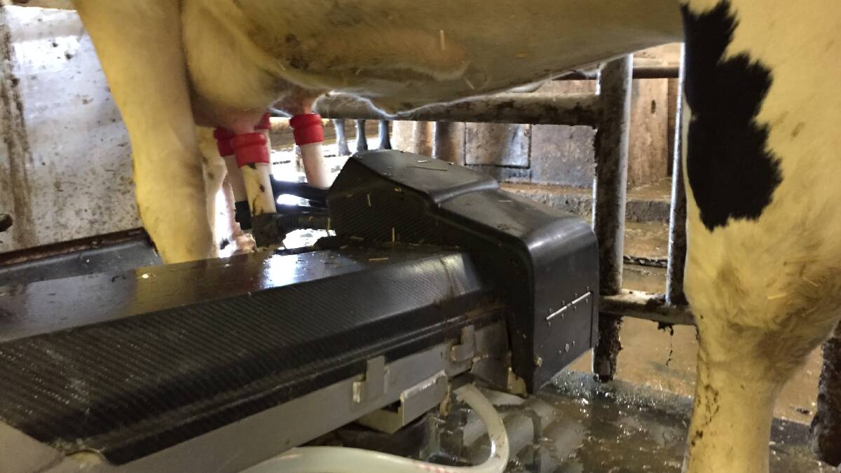 HOOKED UP: The udder is automatically washed and the claw attached by the robot. Each cup drops off independently as milk flow decreases.