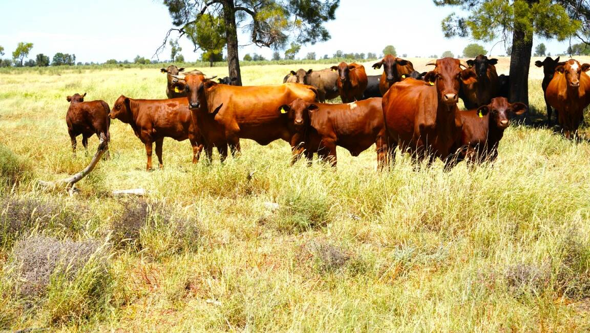 Quibet is a versatile 6995 hectare (17,283 acre) breeding, fattening, backgrounding operation estimated to carry 800 breeders. Picture supplied