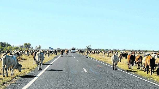 NEW LAWS: Responsibility for the management of stock routes has been handed to local councils under legislation introduced into parliament today. 