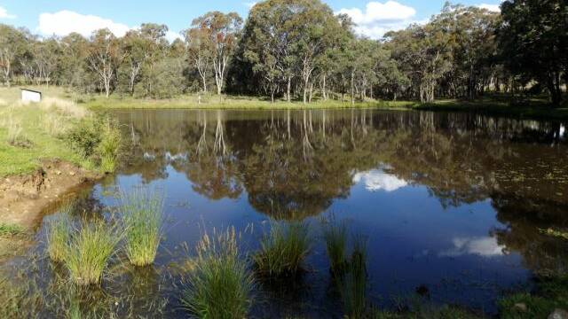 Reedy Creek is well watered with 13 dams, Swamp Oak Creek and an automated reticulation system.