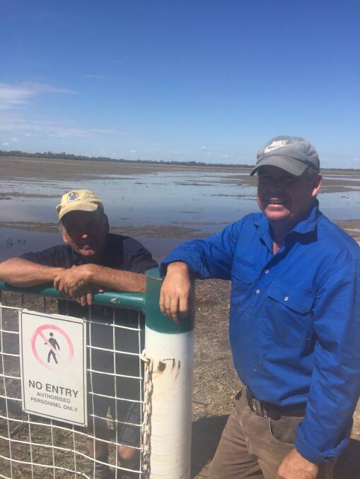 RUINED: Toobeah farmers Bruce Lamey and his son Chris have lost $2 million crops as a result of flooding they say is the direct result of the construction of illegal structures used to capture irrigation water on the floodplain. 
