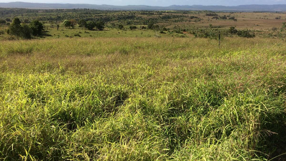 Pastures include green panic, buffel, butterfly pea on the scrub soils plus improved grasses, soft native pastures plus legumes on the forest country.