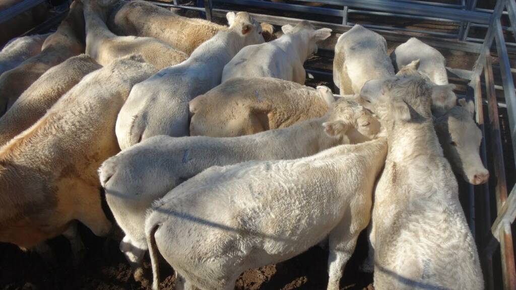 IN DEMAND: Feeder steers sold to $1730 at Shepherson and Boyd’s store cattle sale at Toogoolawah.