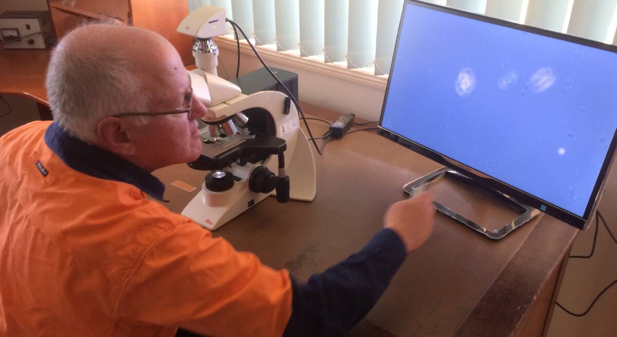 BREAKTHROUGH: Researcher Barry Croft looking at chlorotic streak disease organisms under magnification.
