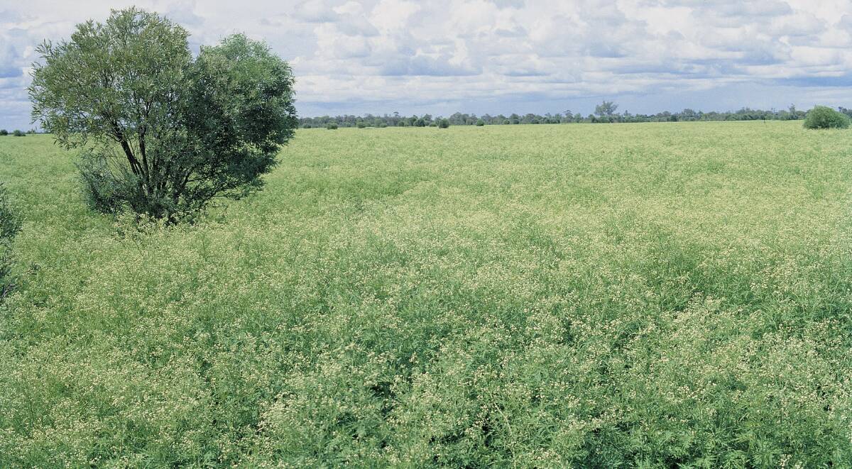SIGNIFICANT WEED: Parthenium infestations are described as invasive, spread quickly and can cause severe health reactions.