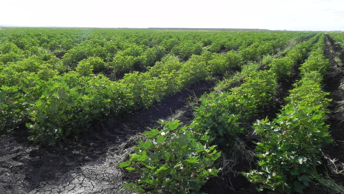 MARCH 17 AUCTION: A 190 hectare cotton crop is being offered with the Brookstead property Worrenda.