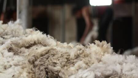 AUCTION DEMAND: The wool market continued to strengthen in the past the week despite the rising Australian dollar.