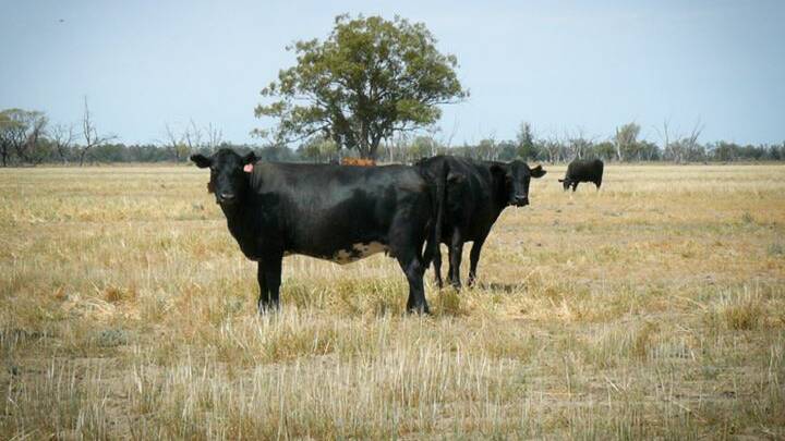 ON THE MARKET: Bogibel/Kareelah is described as an excellent example of western grazing country.