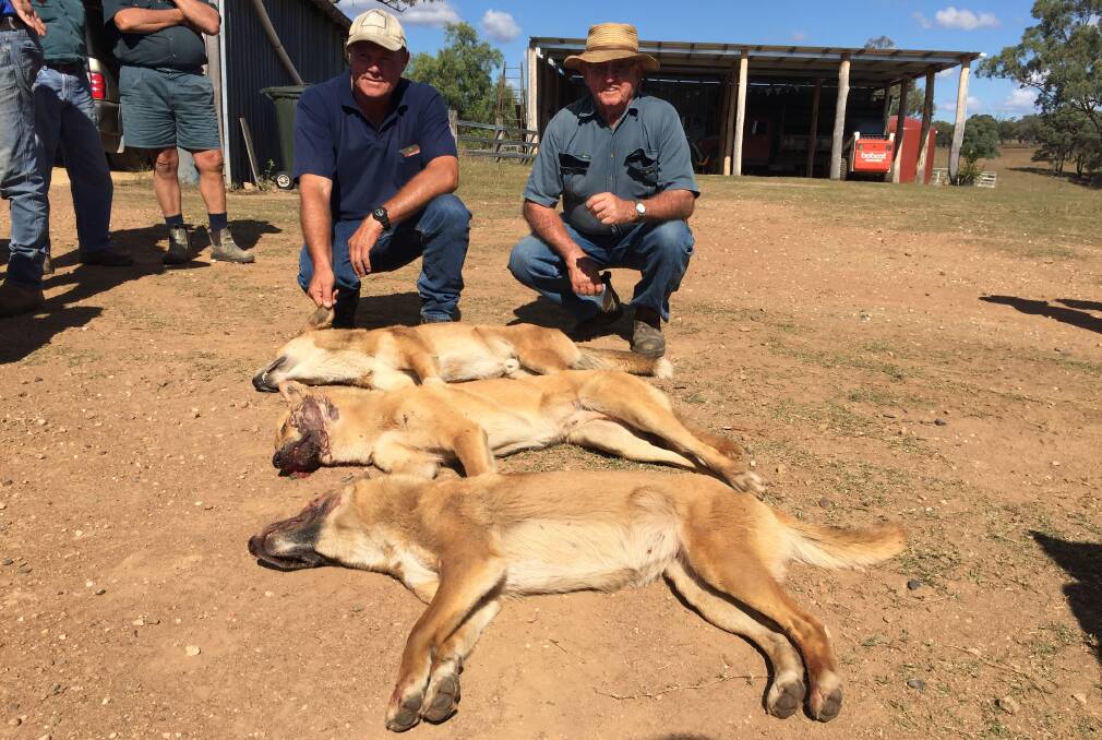 Steve Cullen, Warwick, and Bill Fearby, Karara, with dogs destroyed at Rockdale, Karara.
