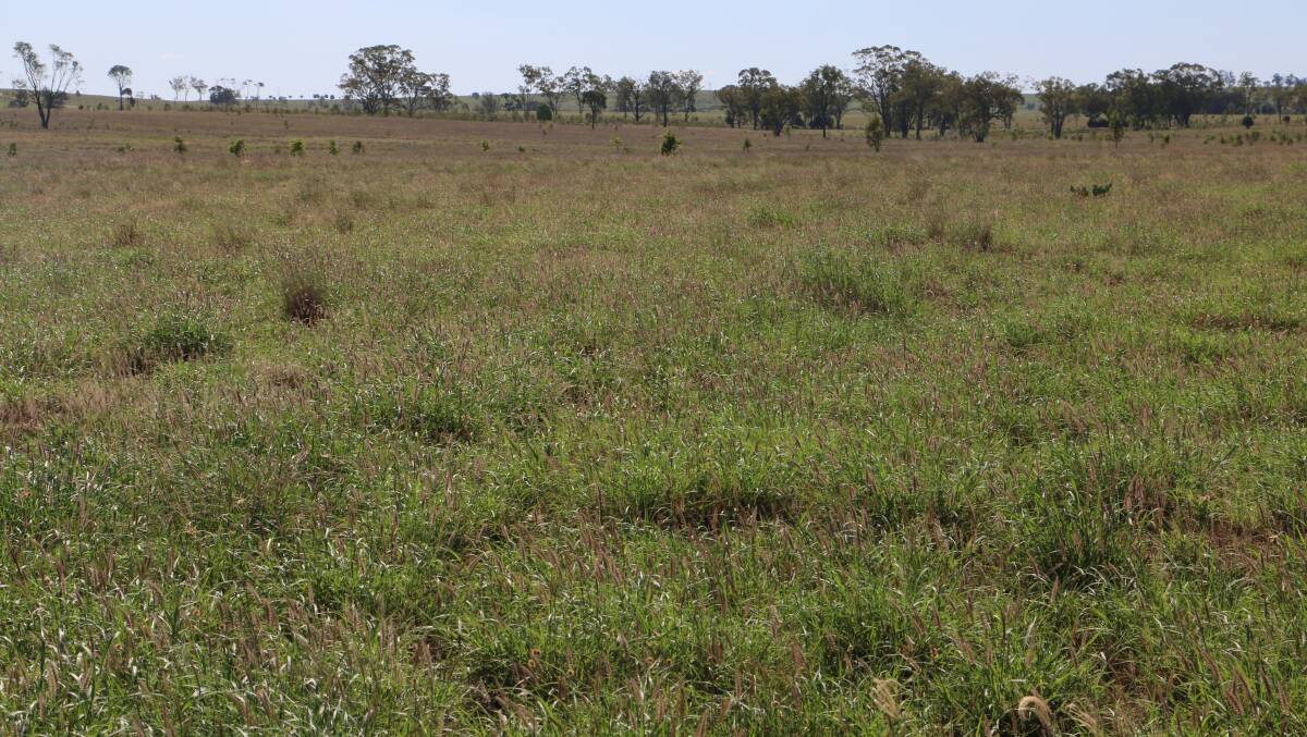 Blythe Downs has been conservatively stocked to ensure a dense coverage of grasses.