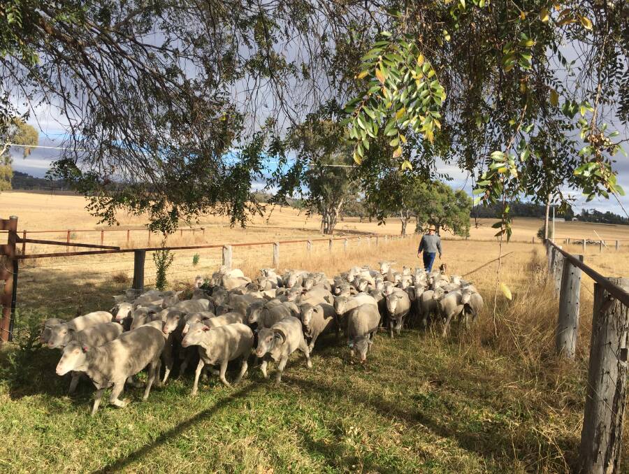 Ross Fuller, Rosehill, Inverell, is running a fine wool Merino ewe flock, which he joining to Poll Dorset rams. 