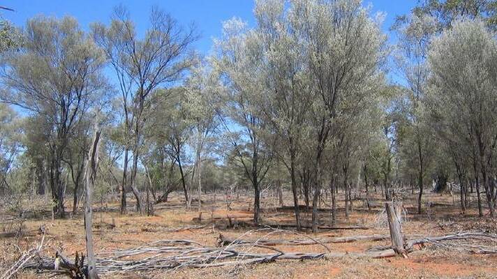 FIFTH YEAR: Charleville will host a drought support forum and the AgForce board meetings on July 27.