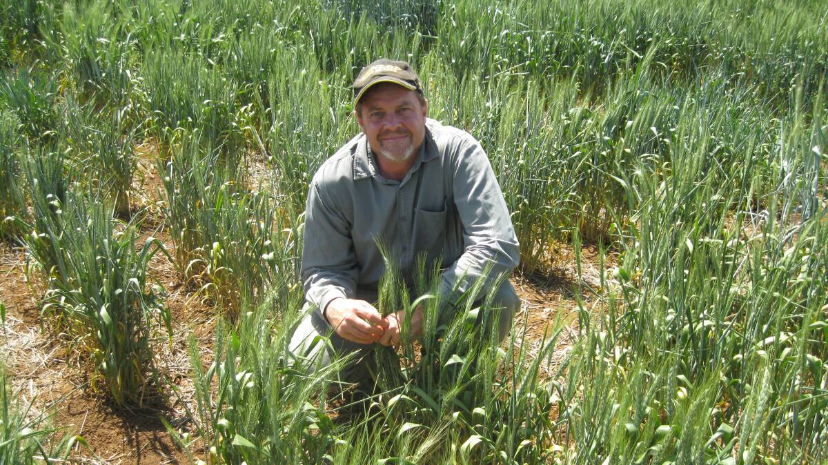 BARLEY CHOICE: Plant pathologist Dr Steven Simpfendorfer says Commander barley, in most seasons, yielded better in the presence of crown rot infection due to its earlier maturity, relative to the bread wheat variety EGA Gregory. 
