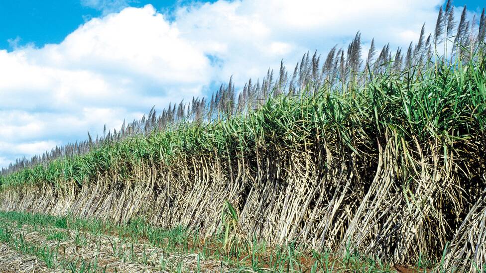 GROWING AHEAD: The sugar industry is targeting increased productivity and profitability.