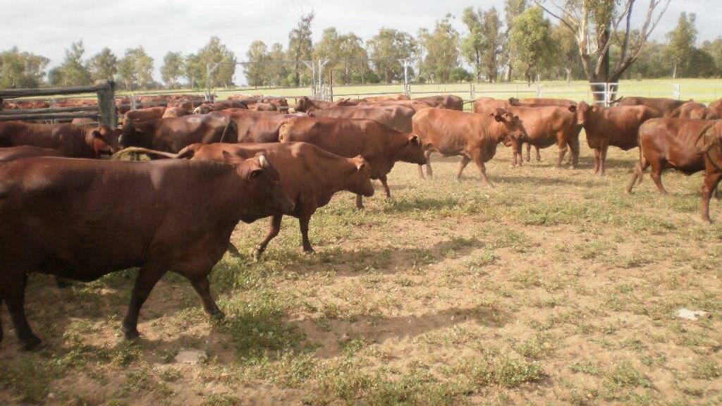 MARCH 2 AUCTIONS: The Elliott's cattle and plant will be offered to the successful purchaser at valuation. 